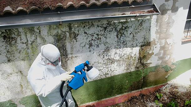 Trusted Basement Mold Remediation service in Auburndale, FL - Cheap Mold Removal